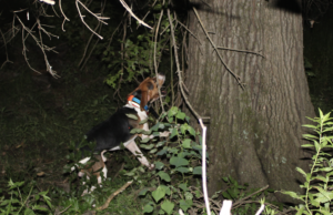 ‘Coon Huntin’ A Night Of Old-Fashioned Fun